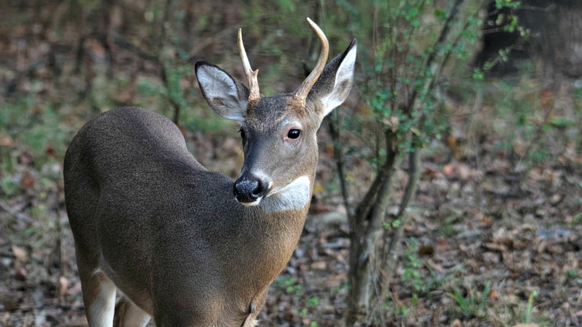 Deer A Bigger Concern For South Carolina Drivers In Fall, Winter 