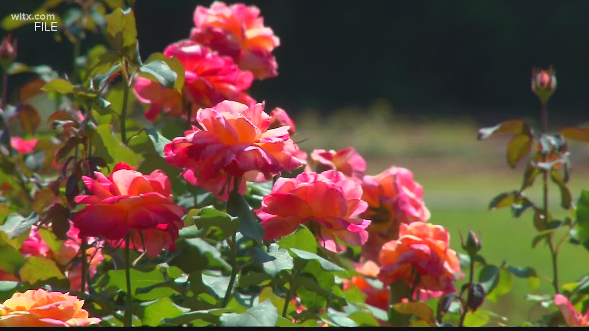 The decision on the Festival of Roses is expected during Tuesday's regular city council meeting.