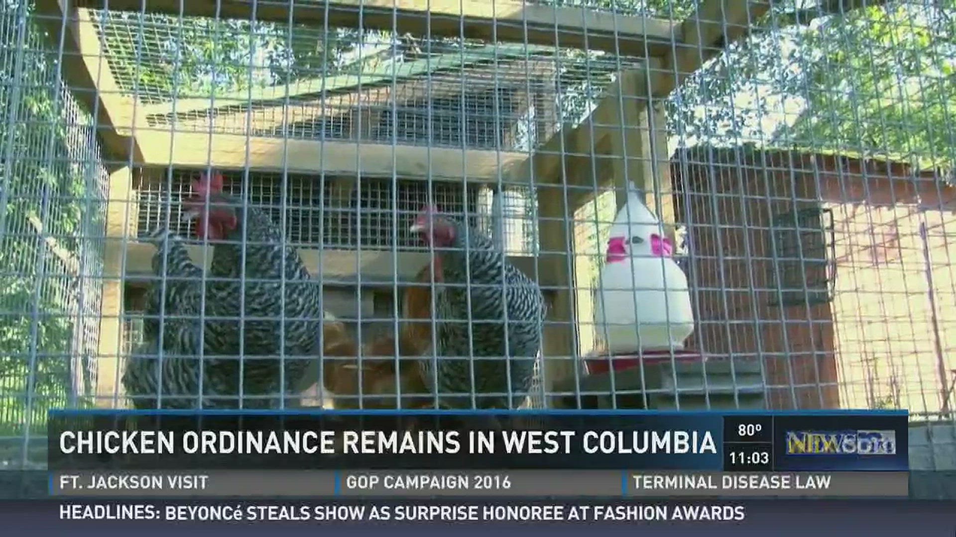 Chicken ordinance remains in West Columbia