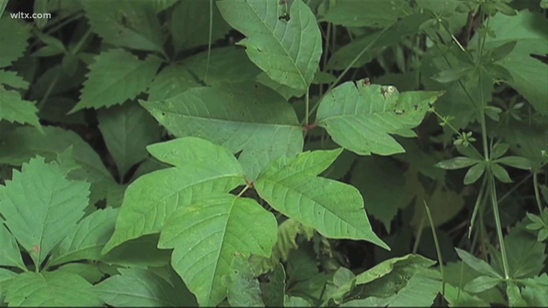 How does poison ivy effect your skin and how to avoid it.