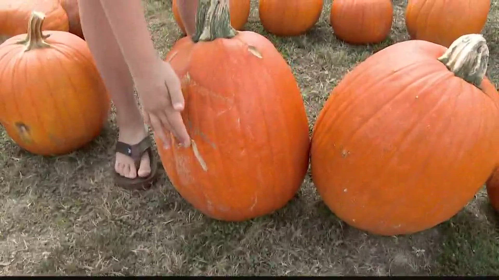 If you're looking for a way to get in the holiday spirit, stop by a pumpkin Patch and get a feel for Fall. We found two of the cutest pumpkin pickers in town at Trenholm Road United Methodist Church.