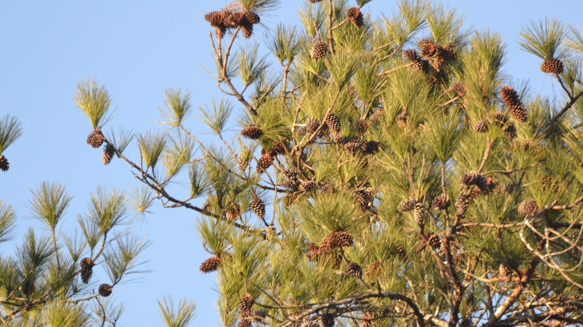 When Will the Yellow Pine Pollen Begin?