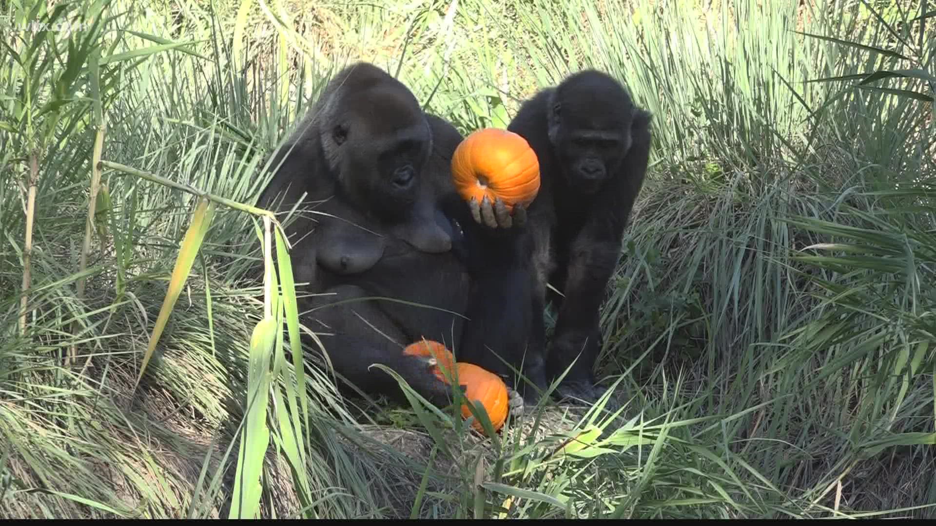 Not only do humans like pumpkins and pumpkin flavored things, so do the animals at Riverbanks Zoo.