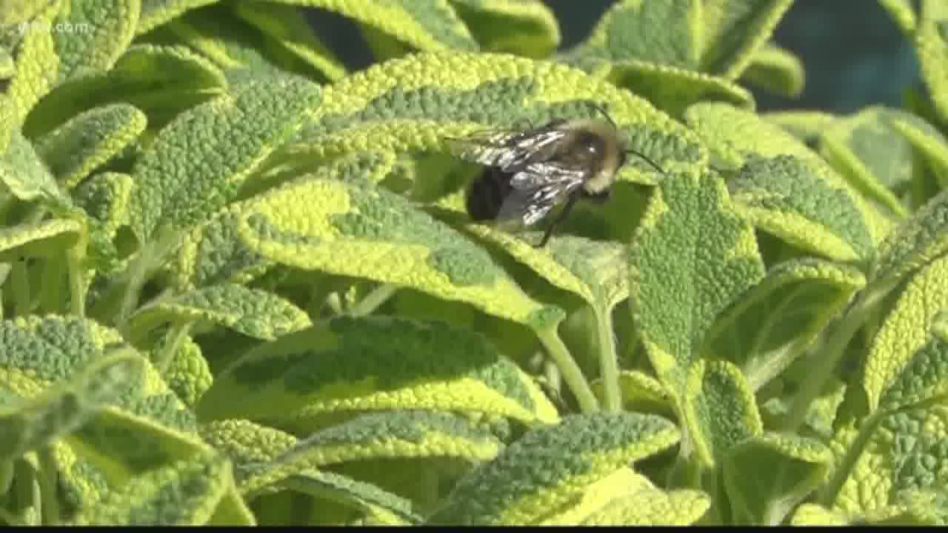 News19's Alex Calamia takes a closer look at plants that will survive in the winter