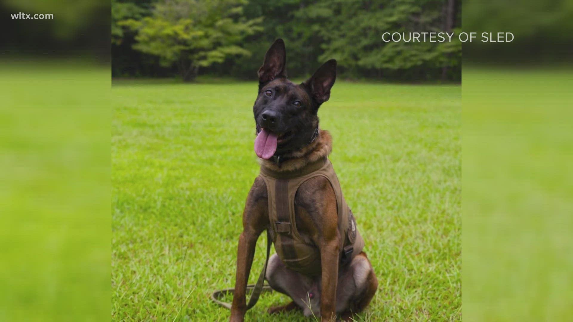 K-9 Coba died while assisting a law enforcement team near Prosperity on June 11.