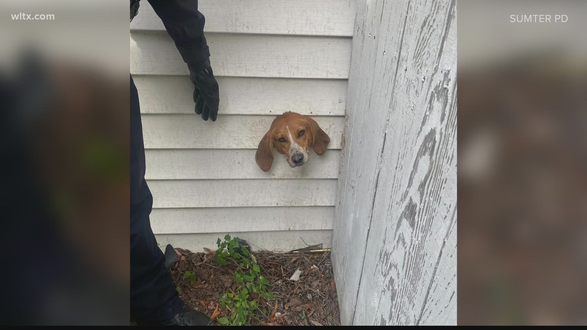 Spike the foxhound had to be rescued in Sumter when he got his head stuck in a dryer vent.   He is ok and understand he'll be sleeping in the doghouse tonight.