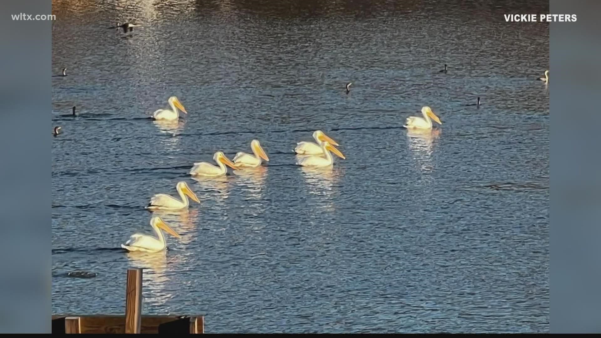 A group of Pelicans is called a squadron and they have been hanging out at Lake Wateree for the last two weeks.