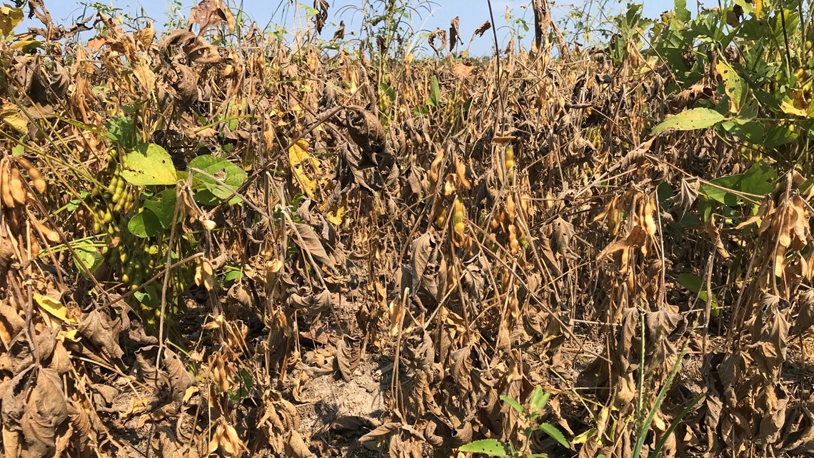 'We're hurting:' SC farmer says drought another blow from Mother Nature - WLTX.com