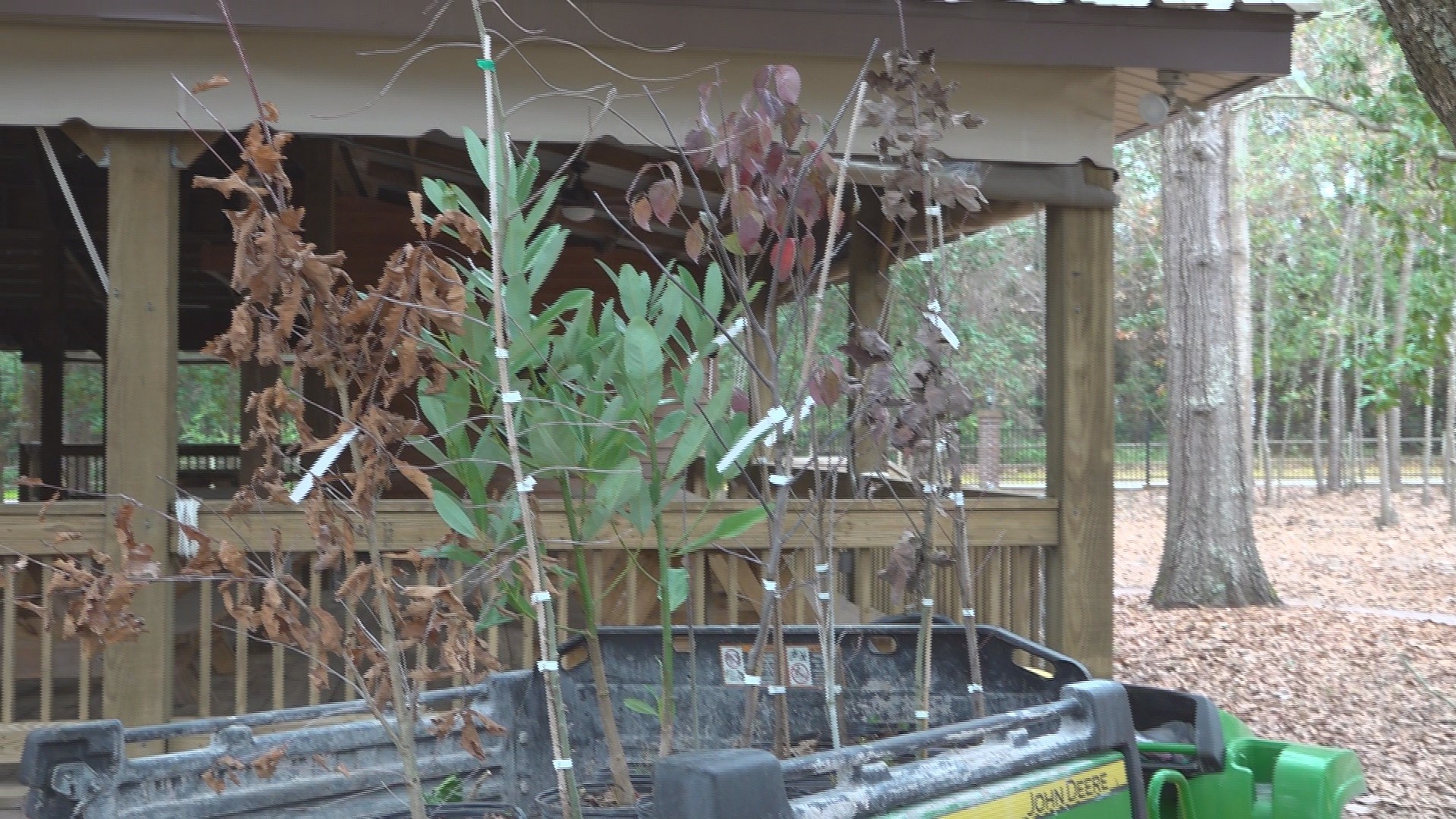 Sumter residents encouraged to cut down Bradford Pear Trees, exchange
