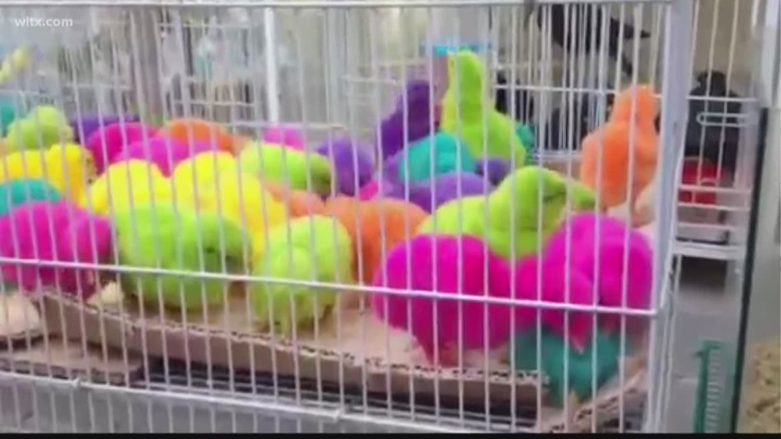 Is Dying Baby Chicks Legal?