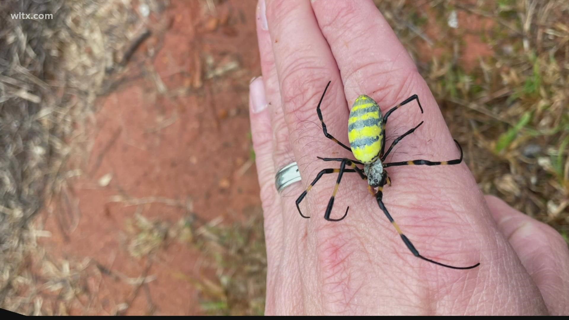 A colorful and large spider originally from Asia.