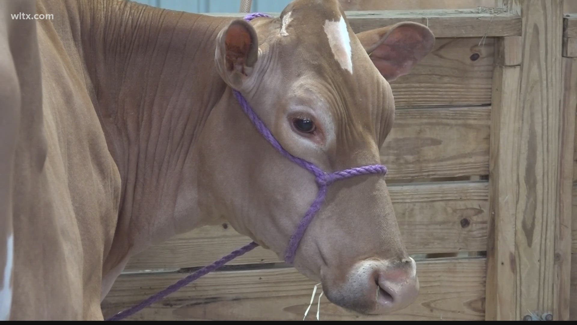 Farmers like Amanda Lutz say that interacting with the public by bringing livestock to the fair each year helps educate and connect with people.