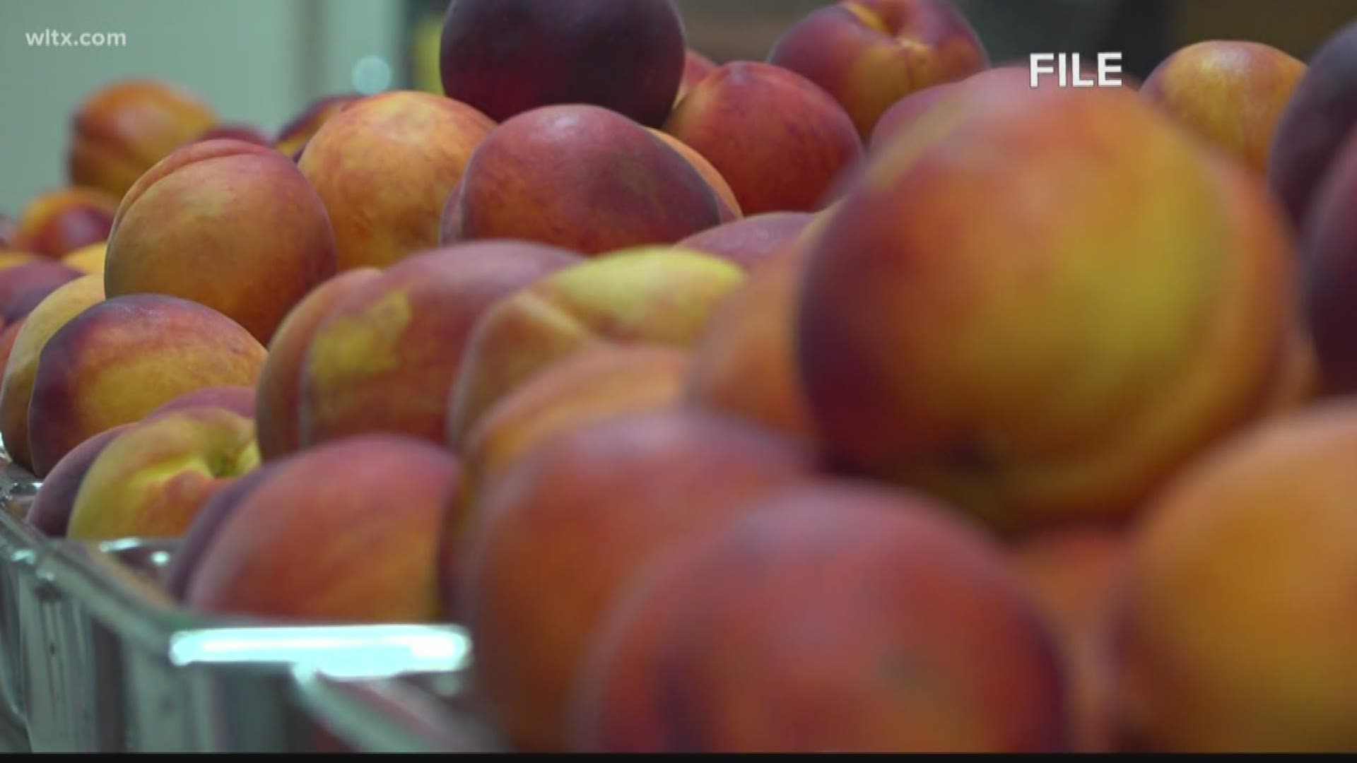 February is on quite the warm note, and while the spring-like weather is great for outdoor activities, can cause problems for one of the state's cash crops, peaches