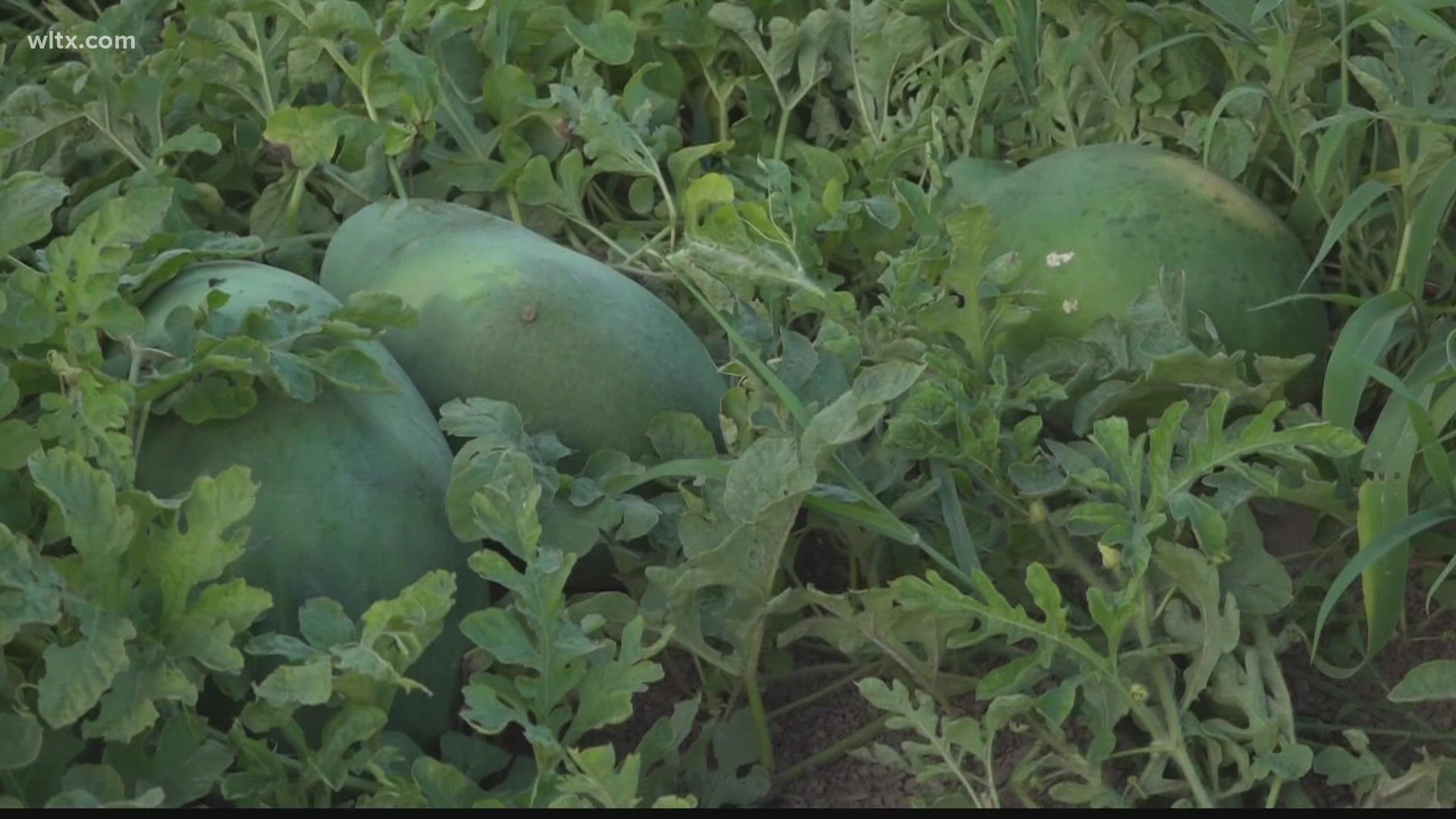 A Sumter farmer has lost his entire crop, worth of $20,000 dollars.