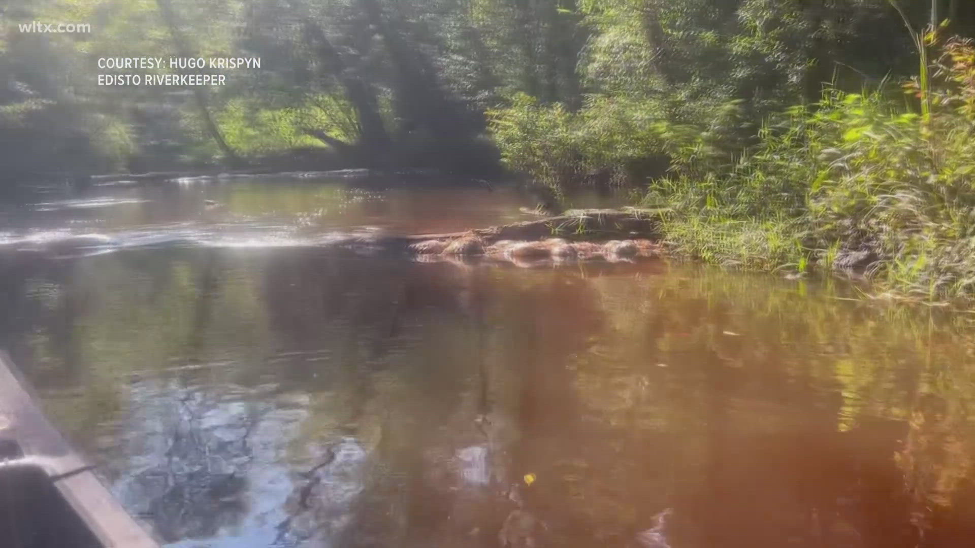 Edisto Riverkeeper Hugo Krispyn discovered the dead animals; the incident is under investigation