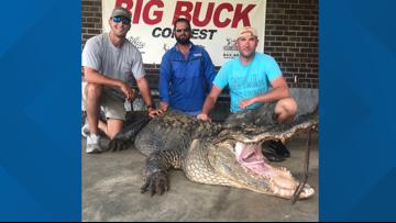 Alligator caught in Santee | wltx.com