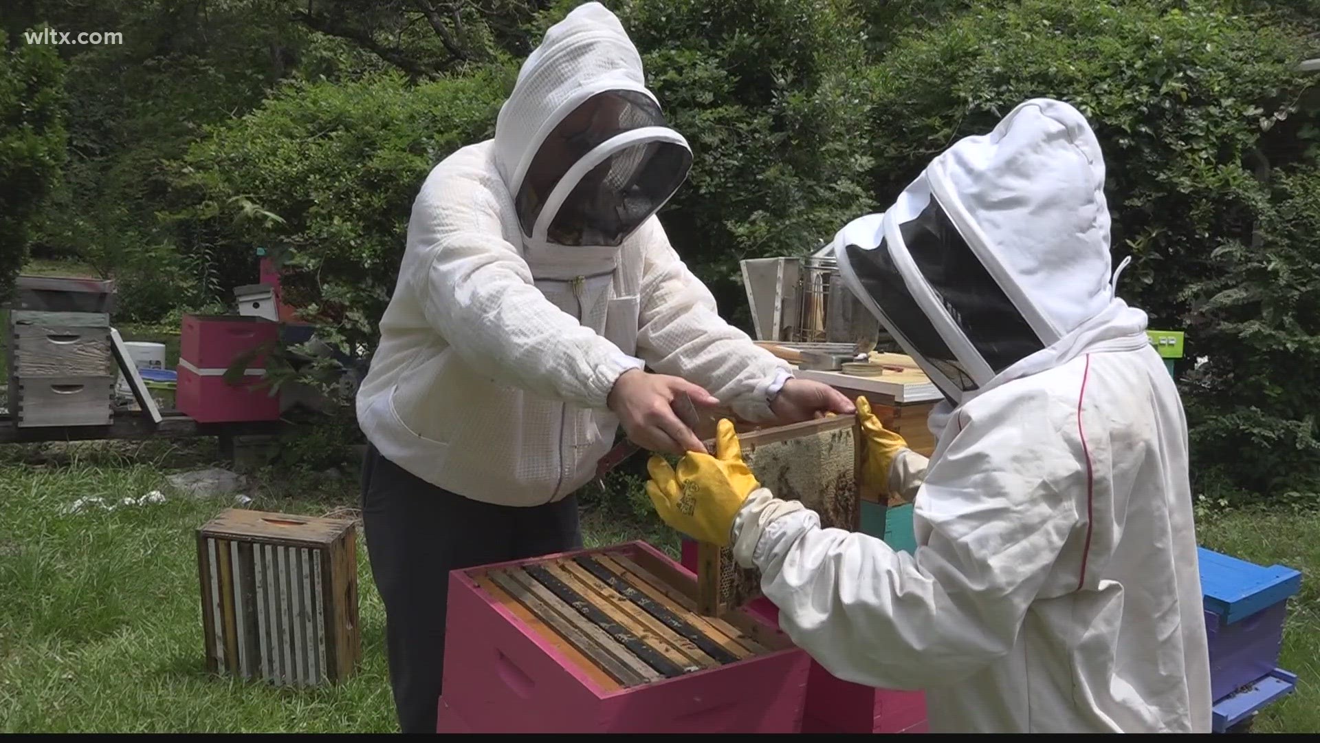 What is a Beekeeper Called & What Do They Do? - Carolina Honeybees