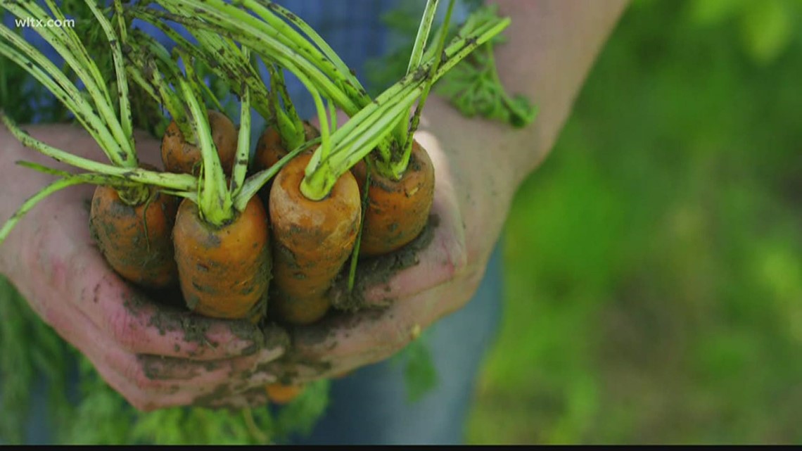 12 SC Entrepreneurs Win Big: $200K in Agribusiness Grants Unveiled