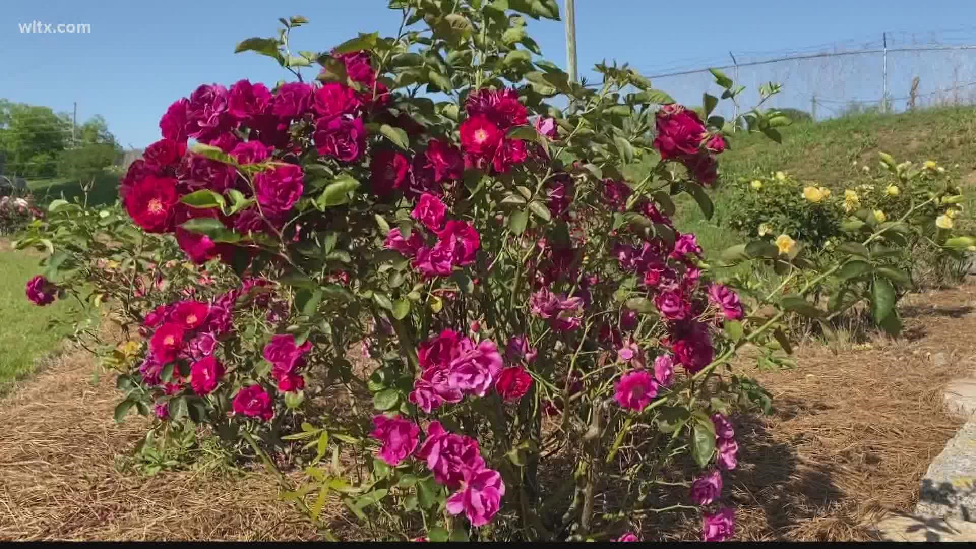 Orangeburg Festival of Roses returns this weekend | wltx.com