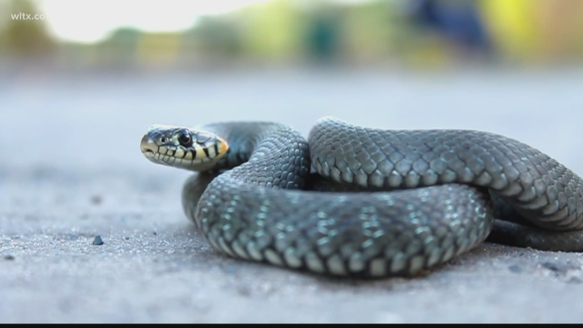 With high heat, snake sightings can increase and here's what you should do