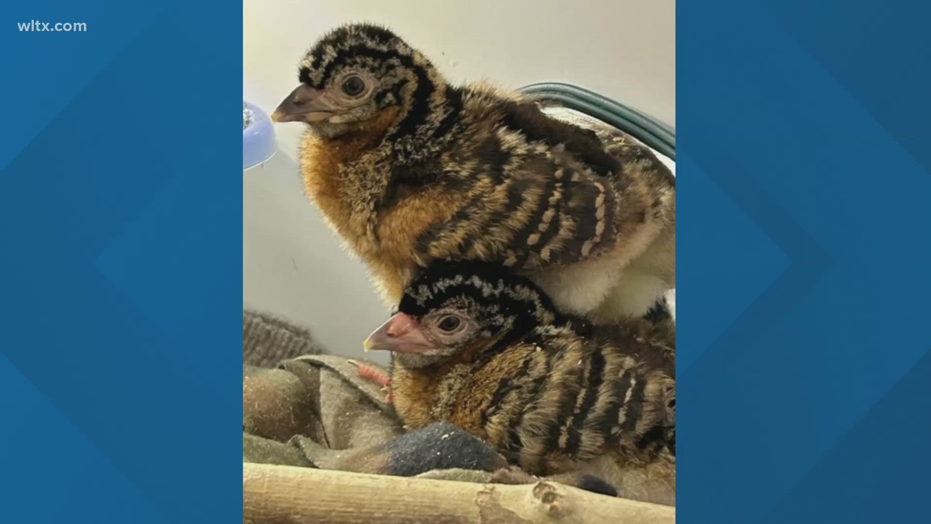 The rare hatchlings are Blue billed Curassows, a bird found only in Colombia, South America.