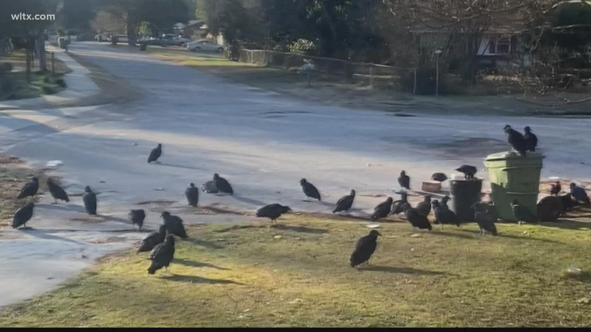 Vultures are a federally protected bird so when they decide to show up, you have to be creative about how to get rid of them, Forest Acres is using noise.