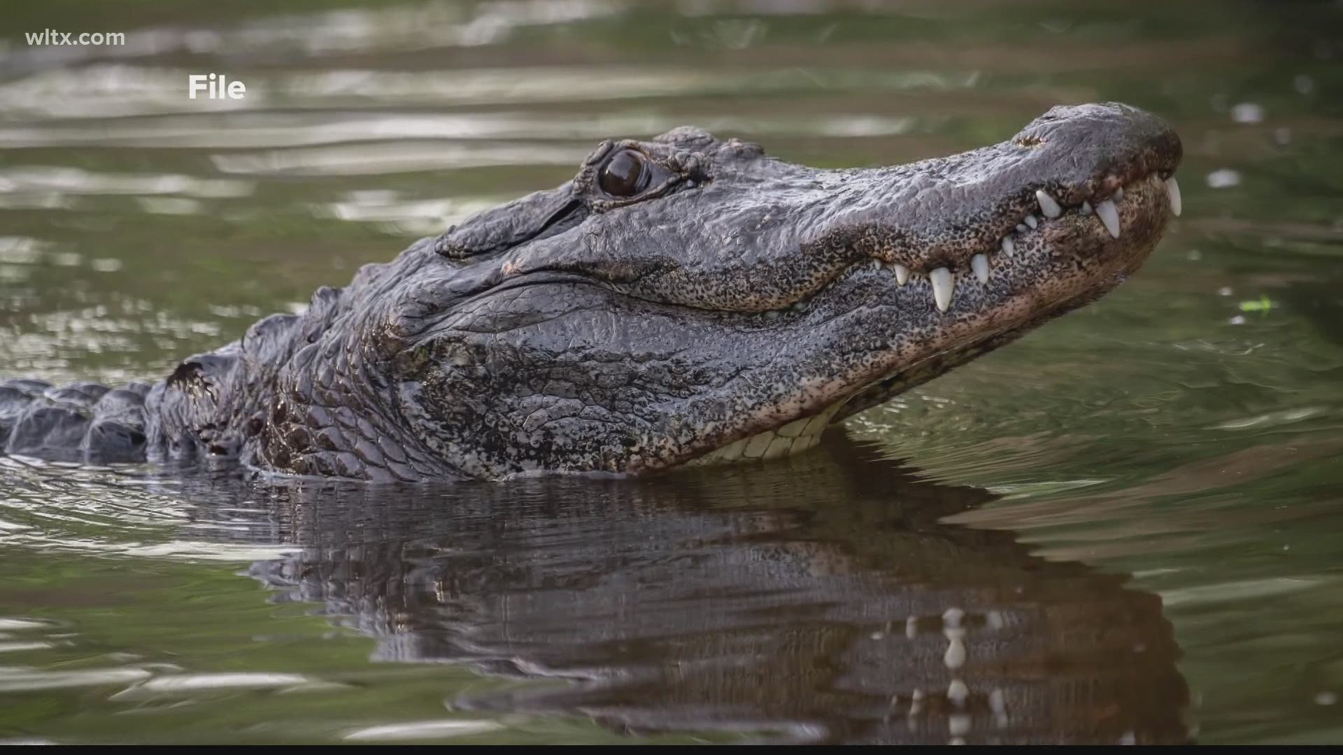 The South Carolina Department of Natural Resources says it is possible for alligators to be see on the Lexington and Saluda county side of the lake.