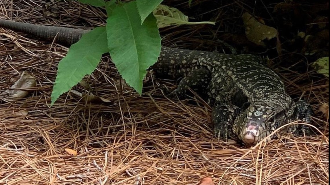 Eight more sightings of Tegu lizard in South Carolina