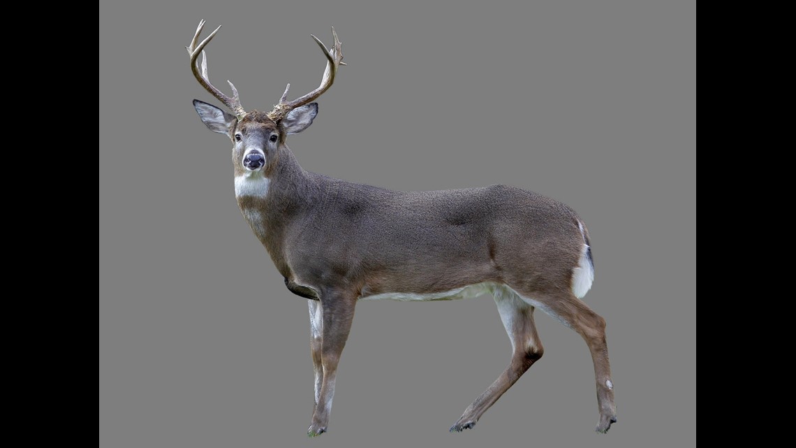 Surprise find: Florida python ate 3 white-tailed deer | wltx.com