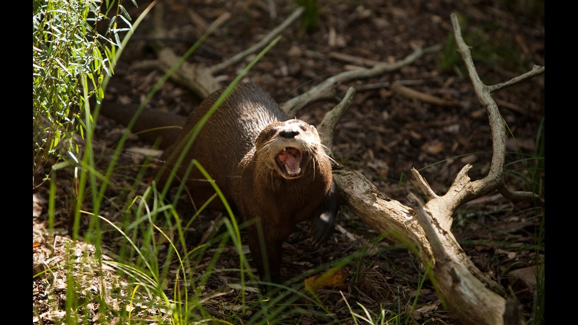 Otter with rabies exposes one person in Kershaw County - Vimarsana News