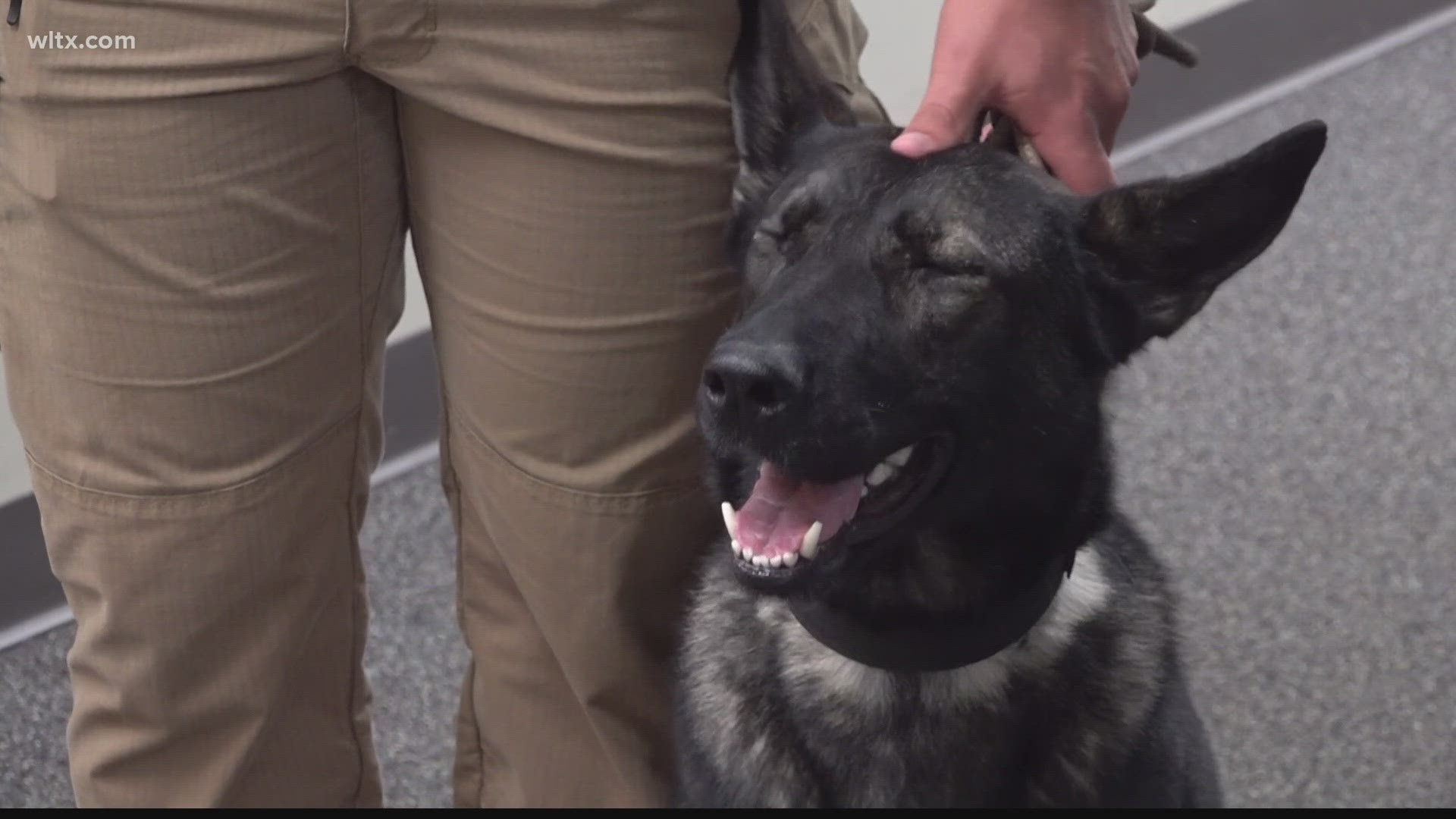 K9 Mazie is the newest member of the Kershaw County Sheriff's Department.