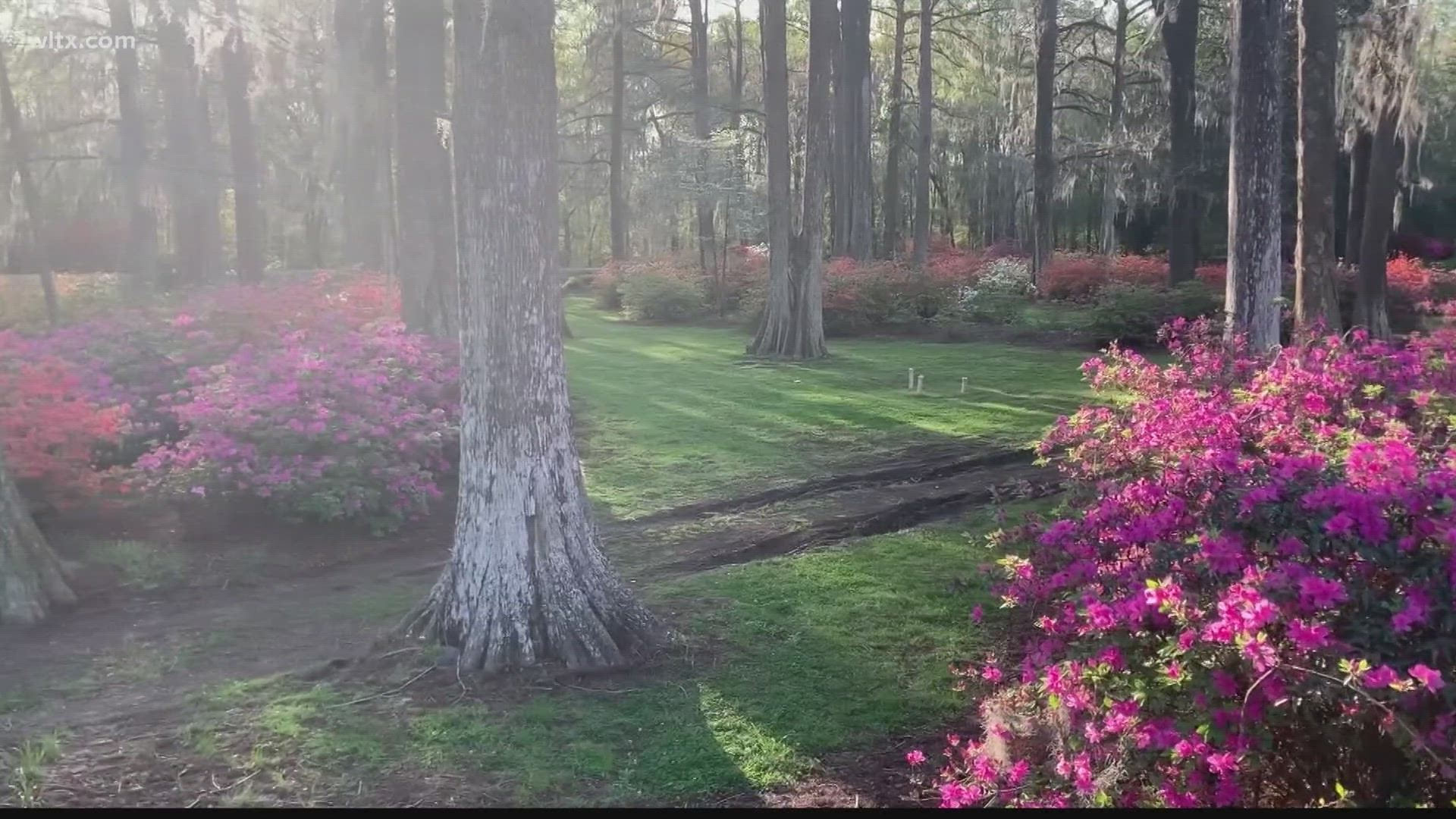 It's the time of year when folks come from far and wide to see the Azaleas and Cherry Blossoms at the Orangeburg park.