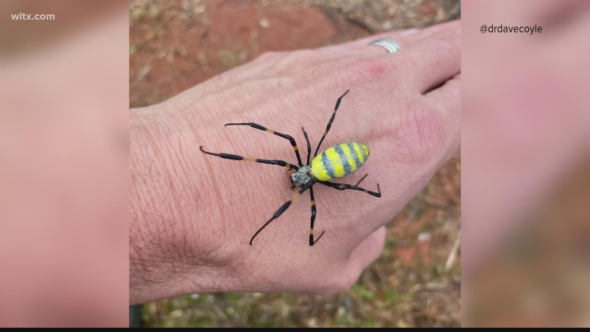 It's vibrant, but not deadly.  The Joro spider is now being seen in the Midlands.