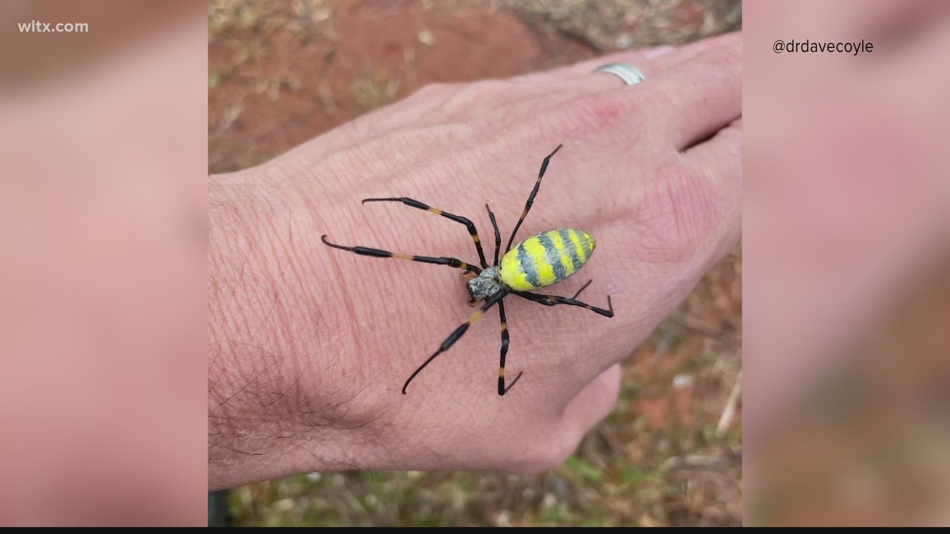 Joro spider is rapidly spreading in the U.S. They're not after you