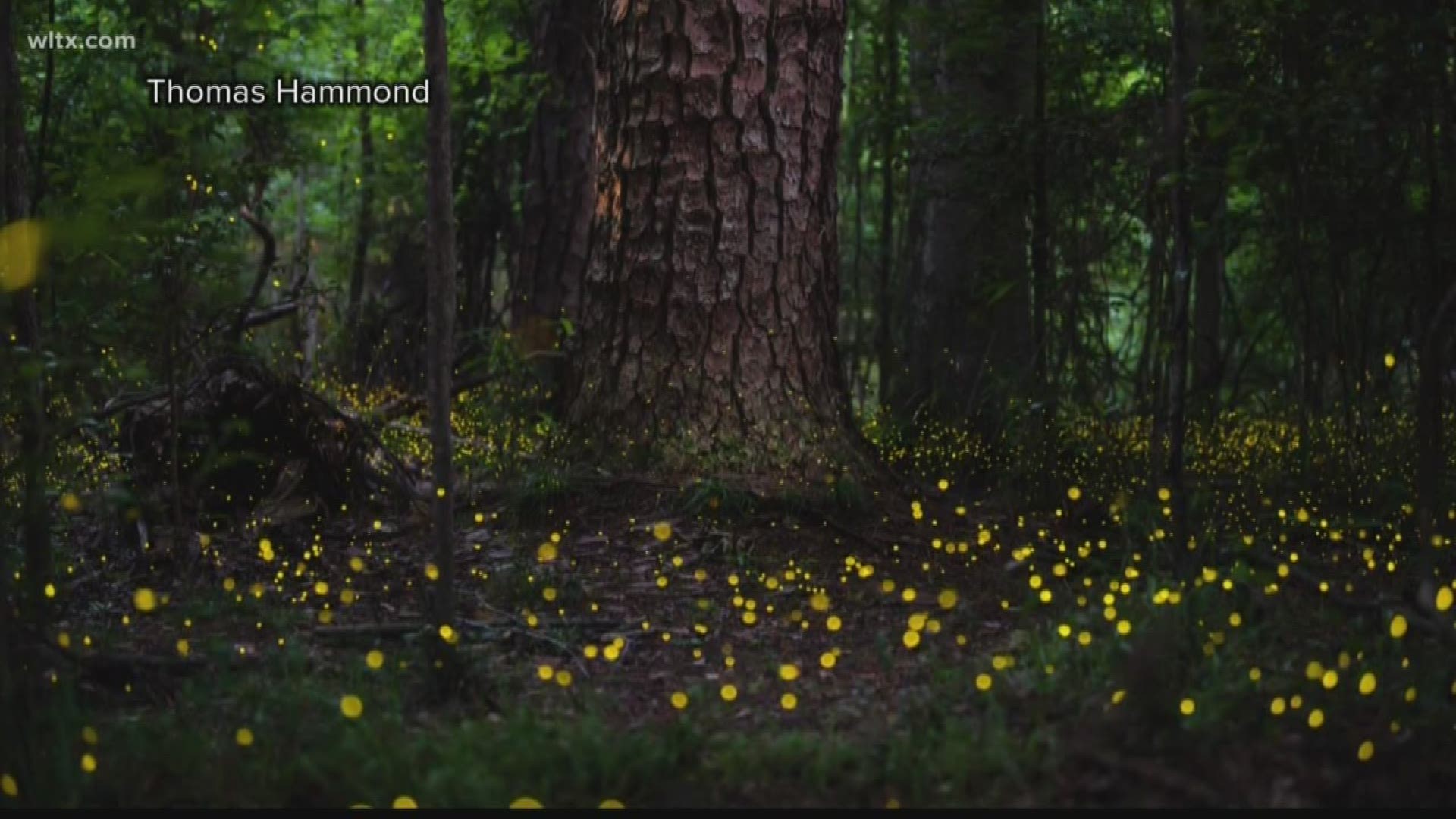 The COMET and Congaree National Park want you to see the fireflies and want to do the driving for you