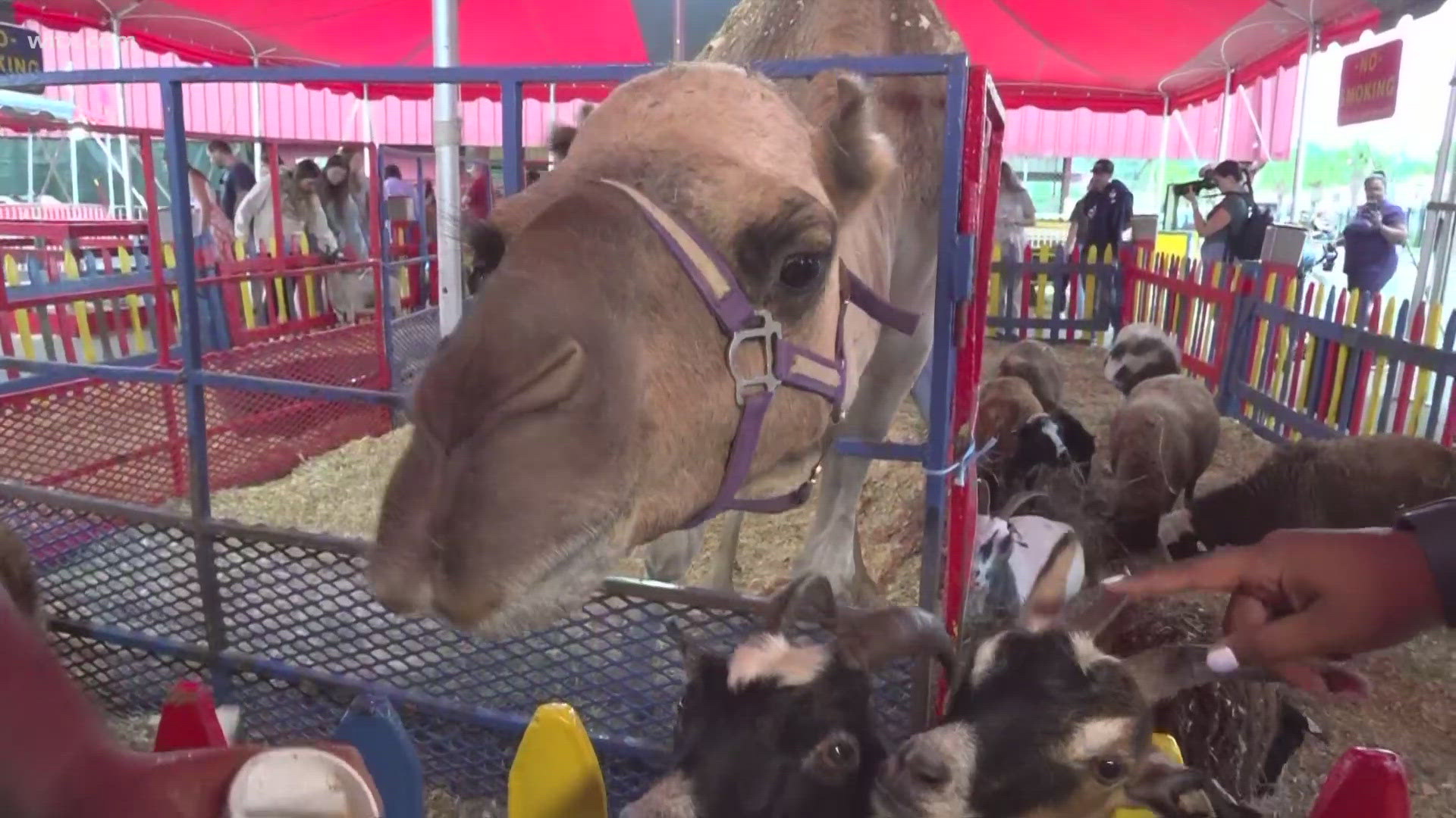 Fancy feeding a camel or perhaps want to feed some goats, the South Carolina State Fair has got you covered.