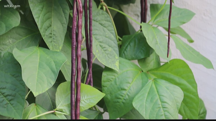 Yard Long Beans: A Great Choice for Summer Gardens in the South