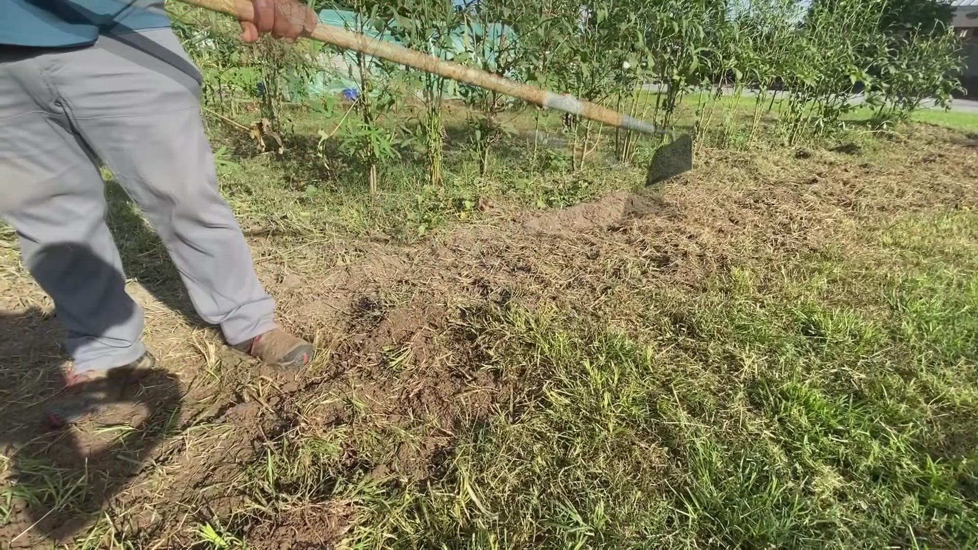 Michael Dantzler started this community garden in 2014 and has since been able to expand it. That expansion means more fruits and vegetables to harvest.