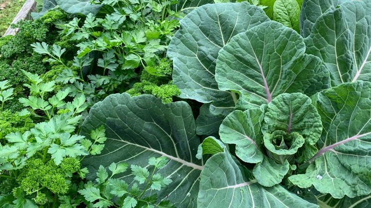 Collard greens can grow in the garden during the winter, make a 'guilt-free' snack | wltx.com