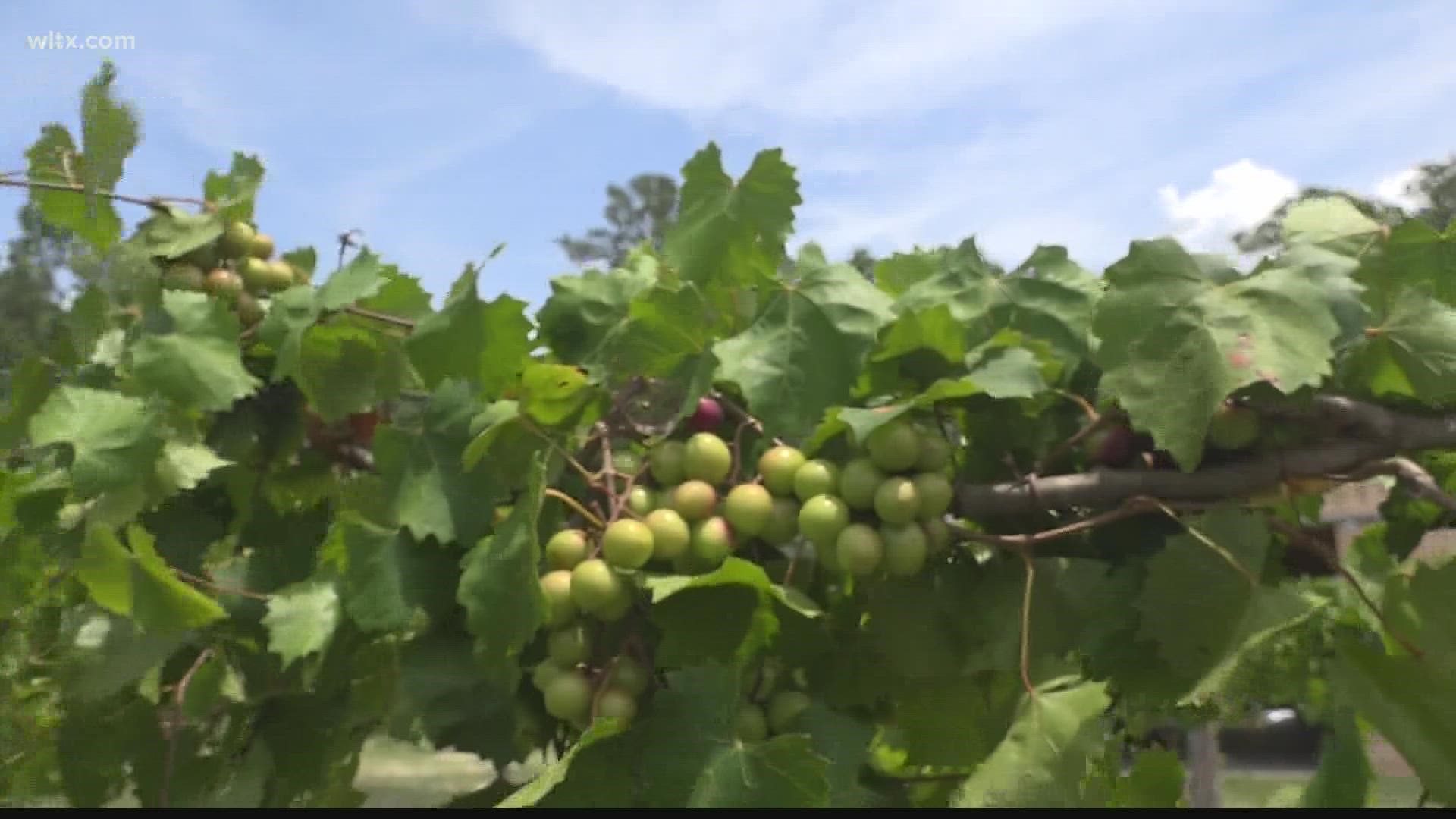 The grapes are native to the US, specifically the southeastern and south central parts.