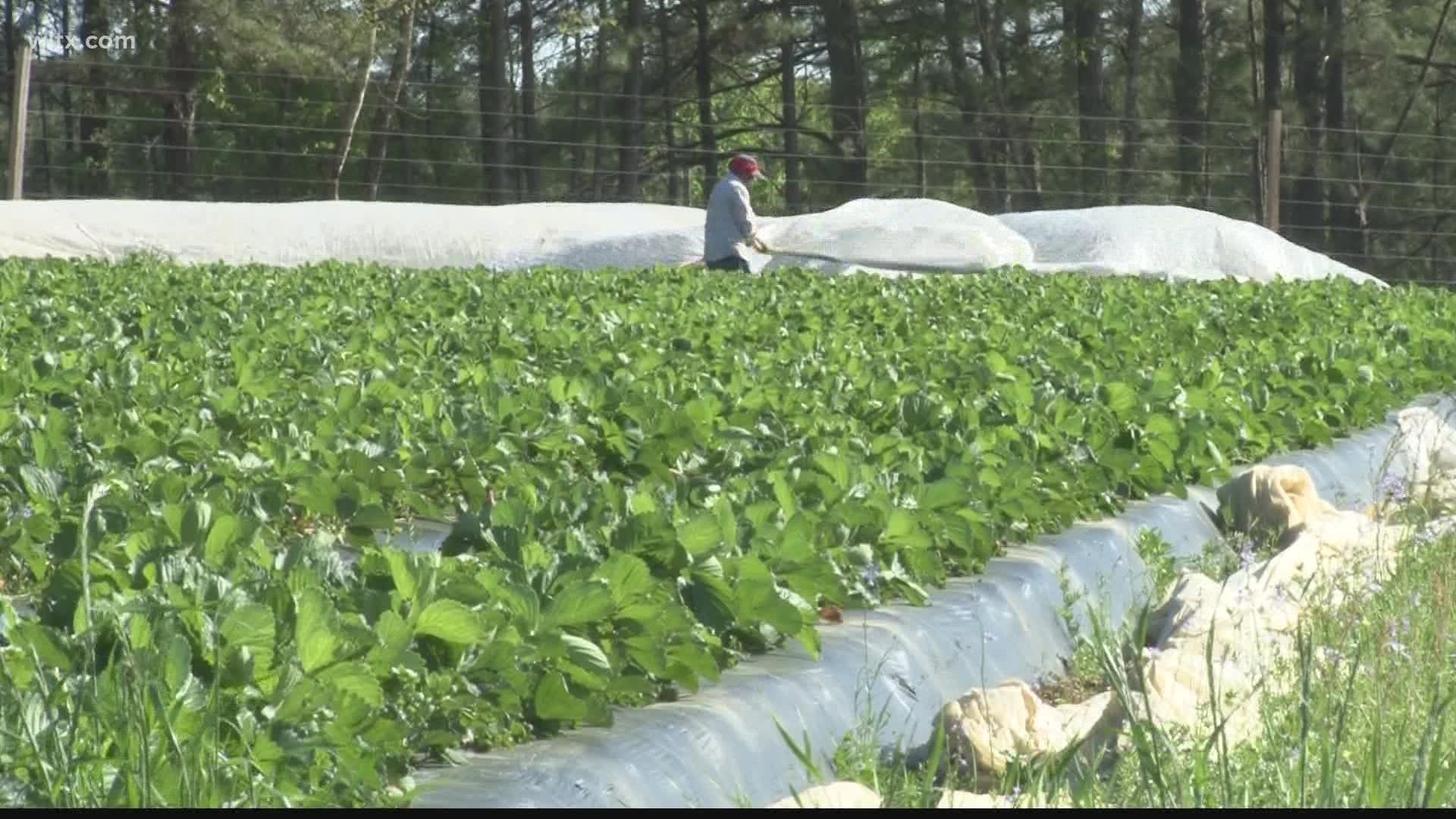 South Carolina’s agriculture chief plans to ask lawmakers for $75 million to help bring processing and packing facilities to the state.