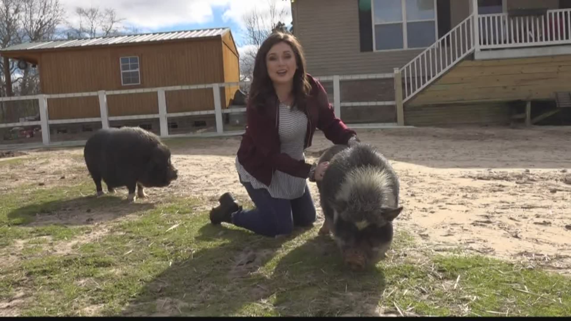 The Cotton Branch Farm Sanctuary in Lexington County needs help from volunteers to get these pigs ready for their forever homes.