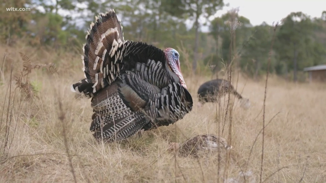South Carolina turkey season begins April 3 with new hunting rules