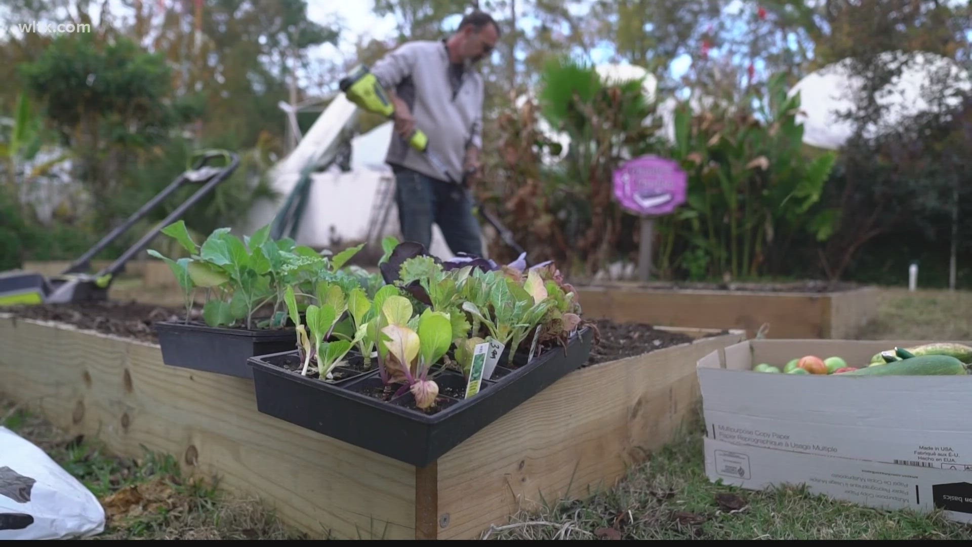 Carol and Randall Isherwood from Gardener's Outpost provides some tips for growing your winter garden and provided an update on Gandy's Garden.