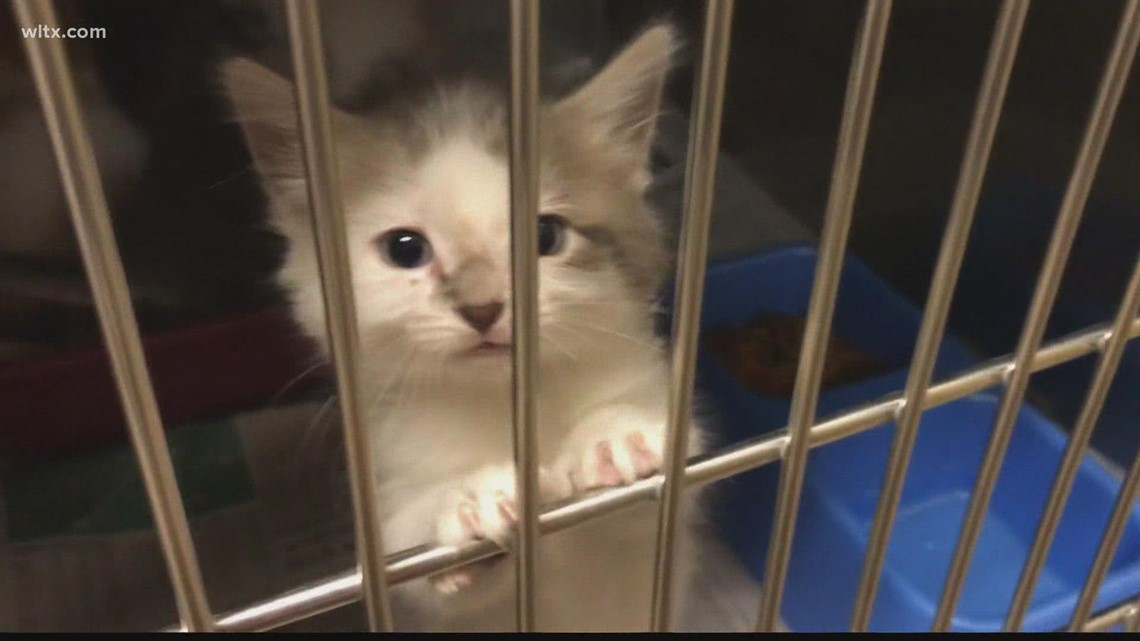 Want a cat? You can get one free this weekend | wltx.com