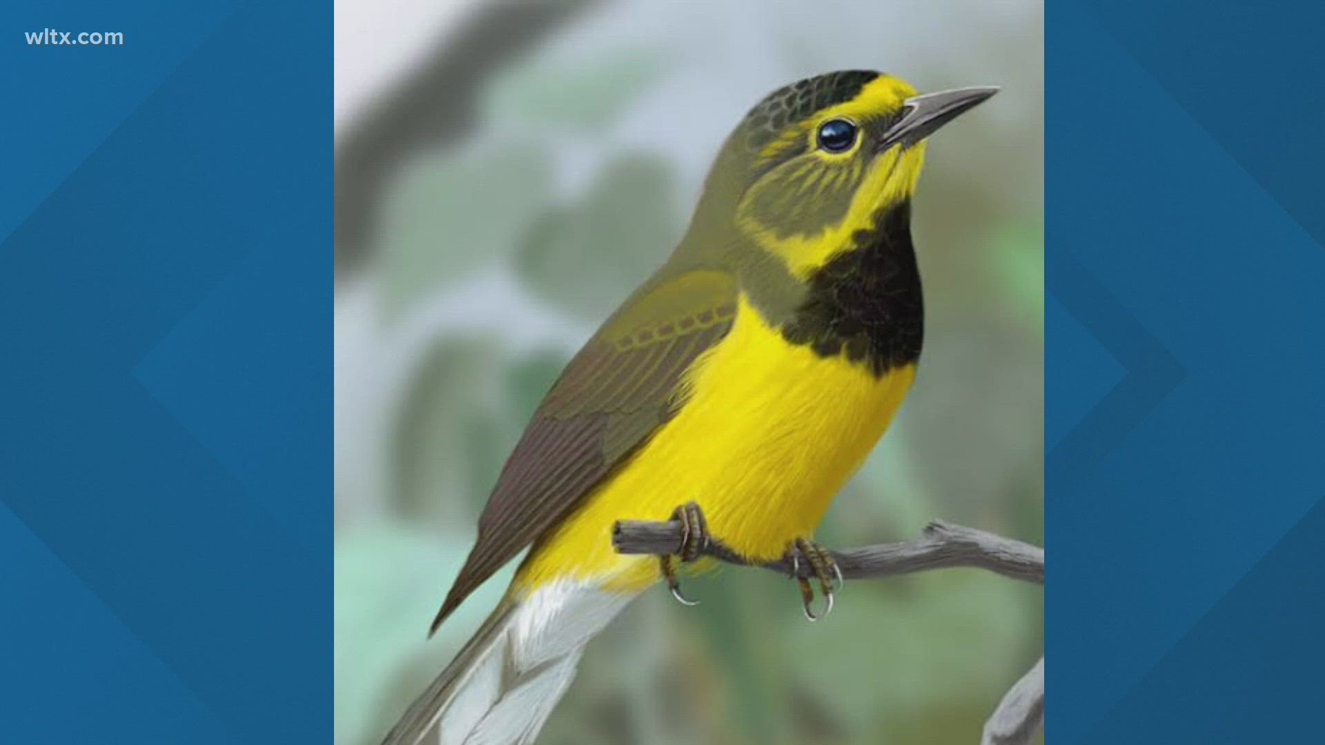 Bachmans Warbler was a yellow songbird that was first documented near Charleston in 1832.  It is now listed as extinct.