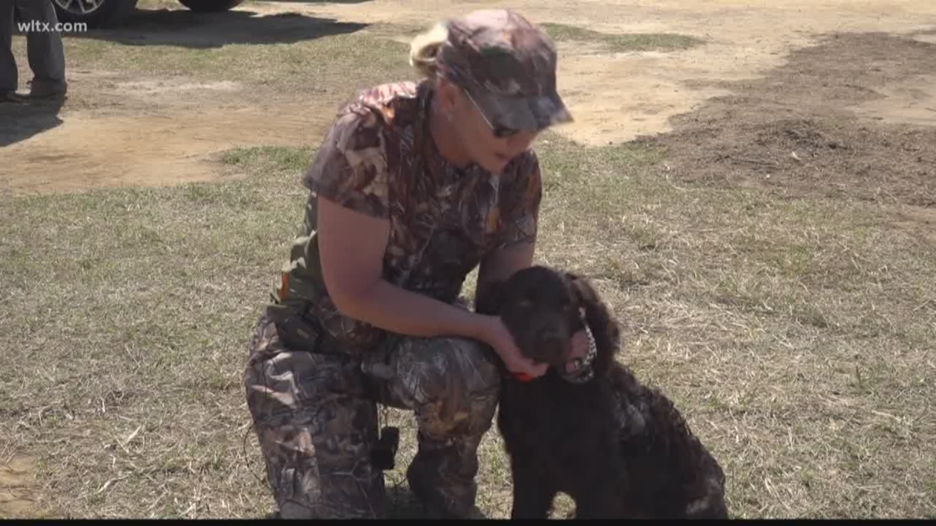 In honor of South Carolina's state dog, the Boykin Spaniel Society is hosting it's 5th annual National Boykin Spaniel Field Trial.