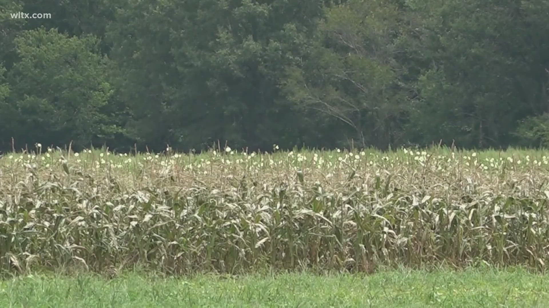 The state was drought free after the rain from Hurricane Helene, but October is the dryiest on record and virtually no rain.