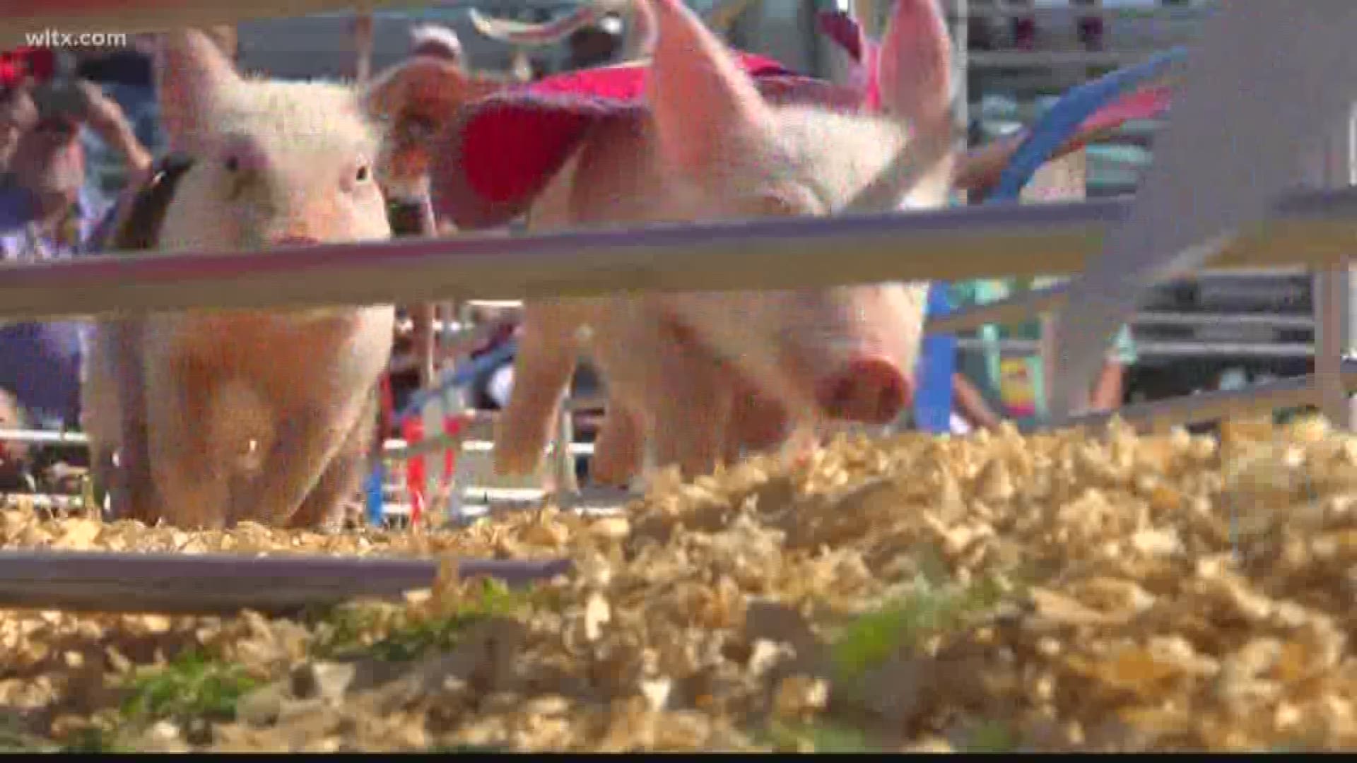 The racing pigs always are a popular attraction at the South Carolina State Fair.
