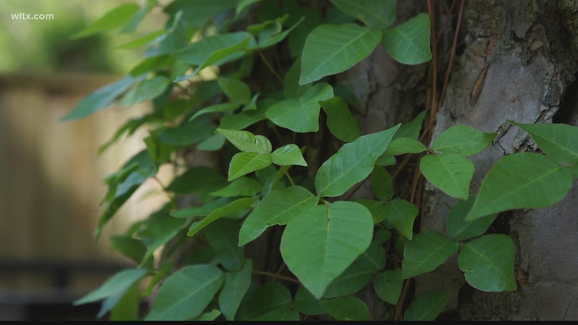 The plant is known for causing itchy rashes and irritation, but as the Earth’s temperature rises, poison ivy is becoming more abundant and potent.